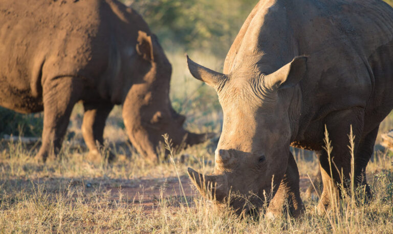 South African Safari Vacation Luxury Wildlife and Adventure Tours