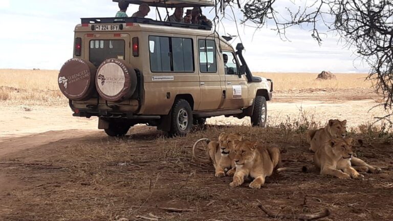 Best Safari Vacations Top Wildlife Adventures and Experiences