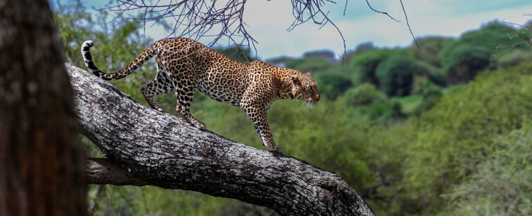Ultimate Safari Travel Guide Everything You Need to Know for the Perfect Wildlife Adventure