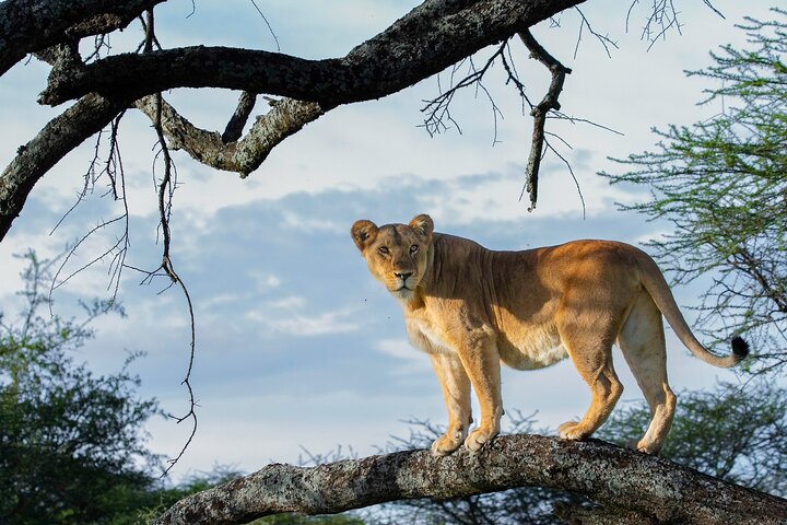 Private Safari Tours An Exclusive Guide to Unforgettable Adventures